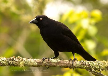 Tordo gigante (Giant-Cowbird) Molothrus oryzivorus