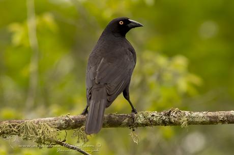 Tordo gigante (Giant-Cowbird) Molothrus oryzivorus
