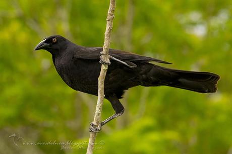 Tordo gigante (Giant-Cowbird) Molothrus oryzivorus