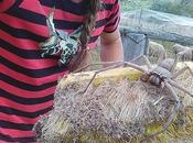 Fotos araña gigante Australia vuelven viral