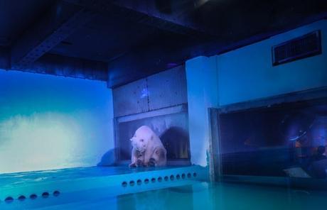 pizza-el-oso-mas-triste-del-mundo-que-ha-roto-miles-de-corazones