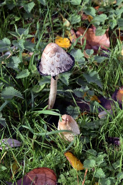 Sembrando el Camino, 2016.