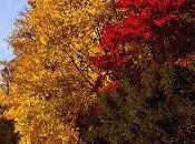 Acude llamada jilguero...