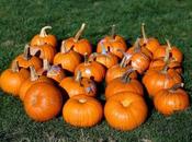 diary: pumpkins patch