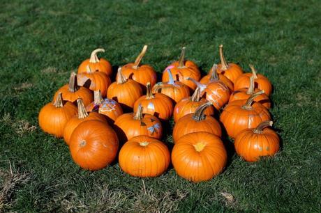 LA diary: pumpkins patch IMG_0633