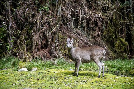 Siguiendo la ruta de los andes
