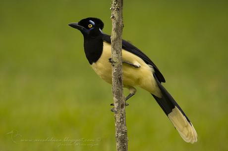 Cyanocorax chrysops