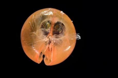 Las extrañas y fascinantes criaturas del mar profundo que viven en una oscuridad constante