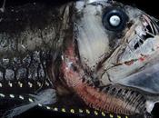 extrañas fascinantes criaturas profundo viven oscuridad constante