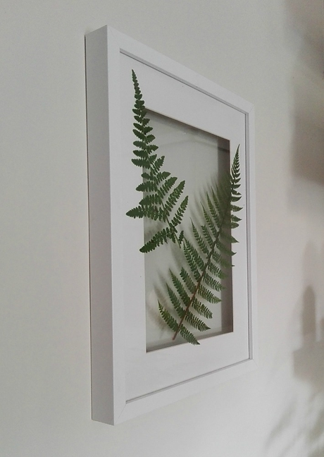 Cuadro de botánica handmade con helechos naturales Cuadro de botánica handmade con helechos naturales
