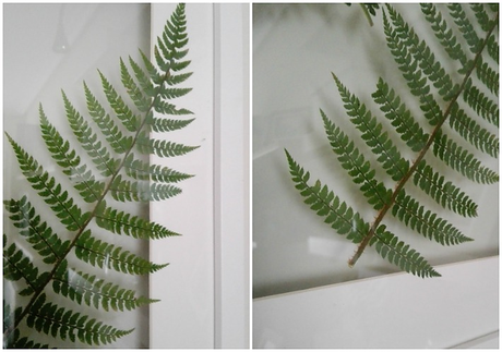 detalle cuadro botánica con helechos Cuadro de botánica handmade con helechos naturales