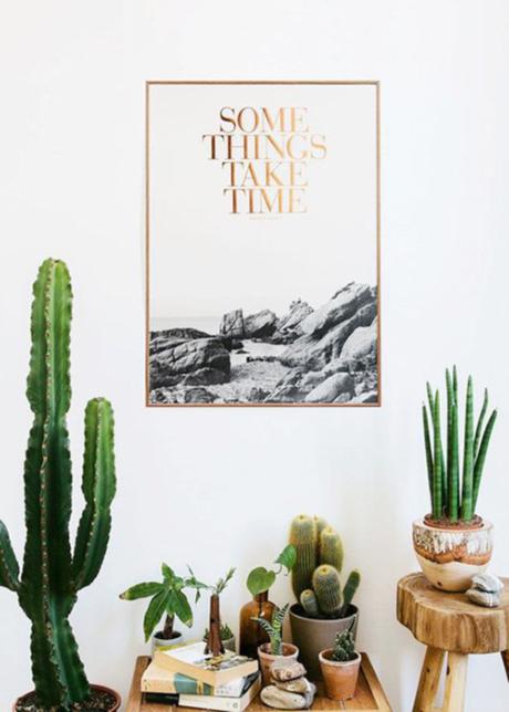 Hoy, sólo inspiración: cactus, cacti 1ª parte