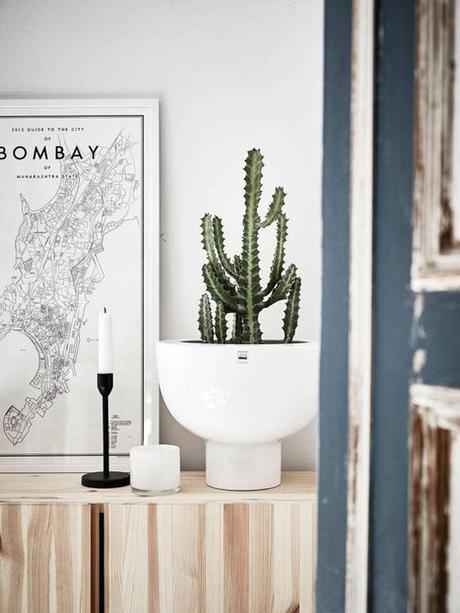 decoration, inspiration, cactus, cacti