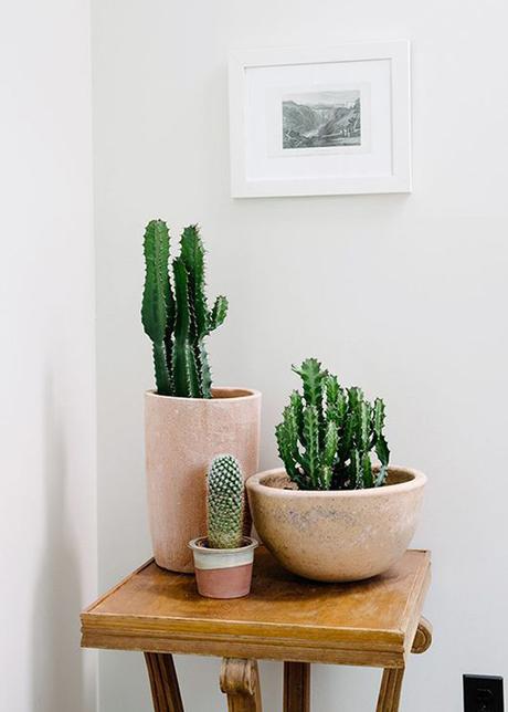 Hoy, sólo inspiración: cactus, cacti 1ª parte
