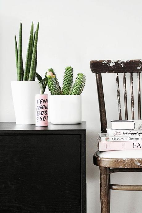 Hoy, sólo inspiración: cactus, cacti 1ª parte