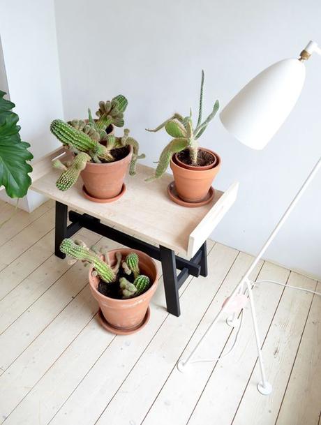 Hoy, sólo inspiración: cactus, cacti 1ª parte