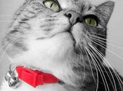 Tres asuntos animalistas: cascabeles para gatos, esterilización, distintos albergues animales