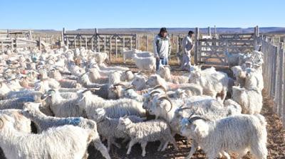 Se cotizan los chivitos de la Línea Sur