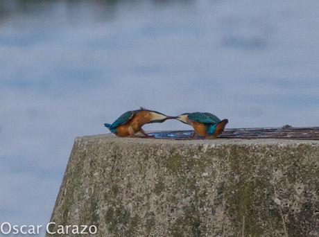 HAY PELEA I!! MARTINES  PESCADORES