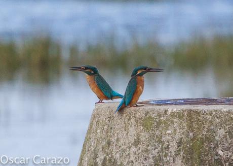 HAY PELEA I!! MARTINES  PESCADORES