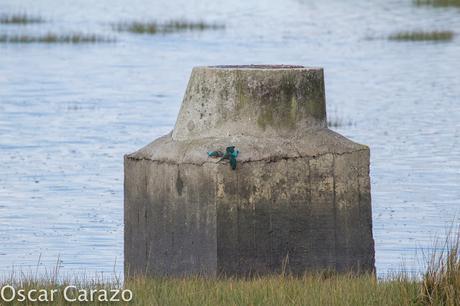 HAY PELEA I!! MARTINES  PESCADORES