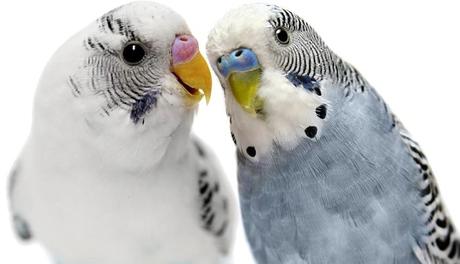 Cómo hacer que dos periquitos críen