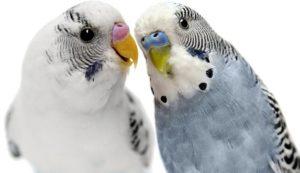 Cómo hacer que dos periquitos críen