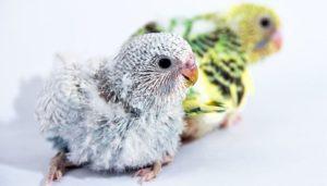 como-hacer-que-dos-periquitos-crien-3