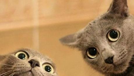 que raza son los gatos grises