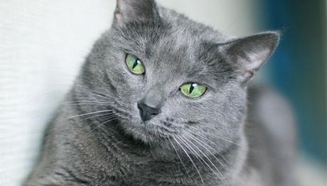 gato russian blue