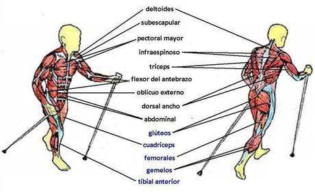 musculatura implicada