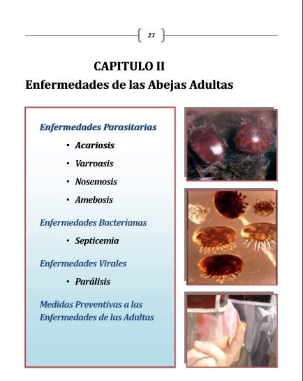 MANUAL DE ENFERMEDADES APÍCOLAS - BOOK OF BEEKEEPING AFFLICTIÓN.