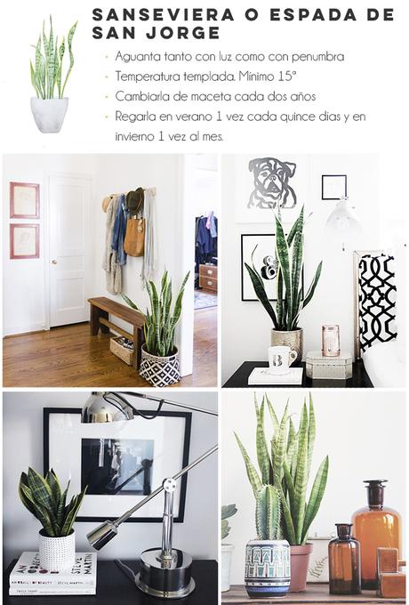  photo sanseviera.jpg