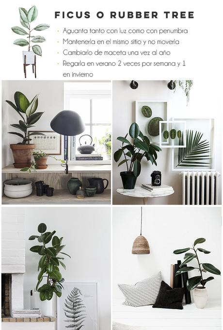  photo ficus.jpg