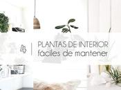 plantas interior fáciles mantener