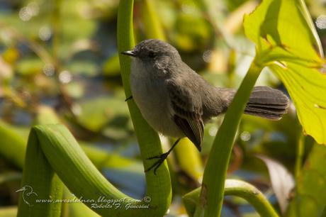 Piojito gris (Sooty tyrannulet) Serpophaga nigricans