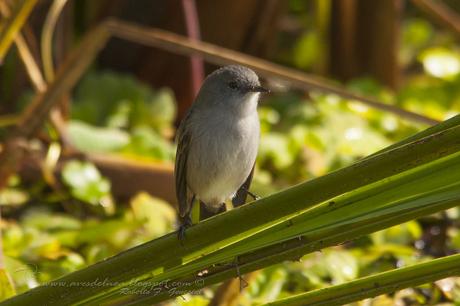 Piojito gris (Sooty tyrannulet) Serpophaga nigricans