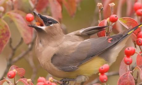 Golosinas naturales para aves