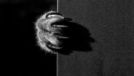 que representan los gatos