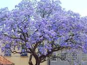 Kiri, árbol podría salvar mundo