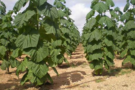 Kiri, el árbol que podría salvar el mundo