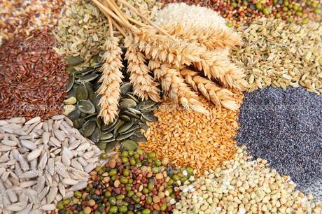 Assorted edible seeds with ripe ears of wheat including whole and dehusked sunflower, sesame, poppy, linseed, pulses and legumes