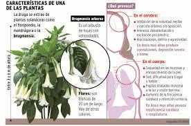 Burundanga: la droga que atraviesa el Atlántico rumbo a Europa.