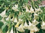 Burundanga: droga atraviesa Atlántico rumbo Europa.