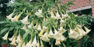 Burundanga: la droga que atraviesa el Atlántico rumbo a Europa.