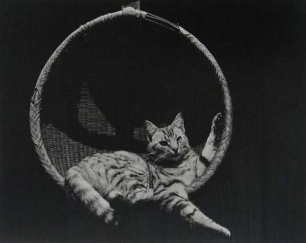 cat-in-basket