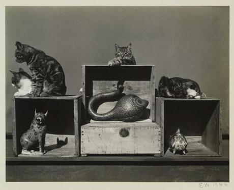 Los gatos Bodieson, Sidney, Roger, Prince Kitt, John y Marco Polo (1944)