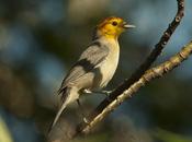 Tangará gris (Orange-headed Tanager) Thlypopsis sordida
