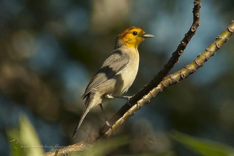 Tangará gris (Orange-headed Tanager) Thlypopsis sordida