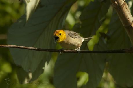 Tangará gris (Orange-headed Tanager) Thlypopsis sordida